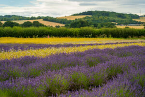 A picturesque view of a Hampshire lavender field, with rows of blooming lavender plants stretching out as far as the eye can see.